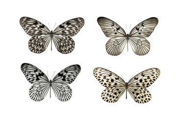 Obraz na płótnie Canvas butterflys with black and white color isolated