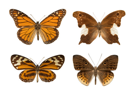 butterflies with brown wings isolated on white background