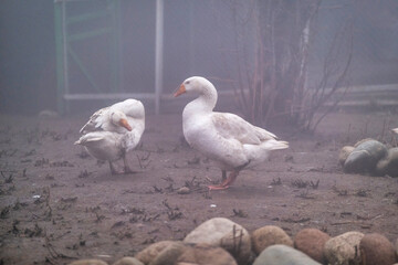 geese in the farm