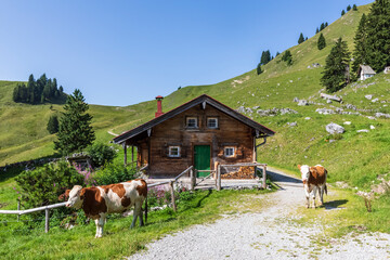 Germany, Bavaria, Bad Wiessee, Two cows standing in front of mountain hut in Bavarian Prealps