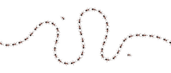 Brown worker ants trail line flat style design vector illustration isolated on white background. Top view of ants bug road trail marching in the line row. Pest control or insect searching concept. © Konstantin