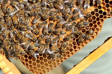 some honey bees on a bee hive - 498199509