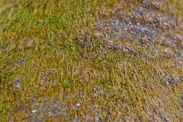 moss growing on the tree