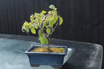 Bonsai Japanese art form, Acer tree in a blue rectangle pot - 498199747