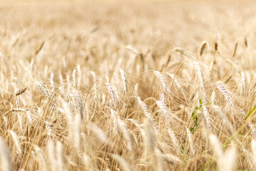 Germany Thuringia Nature Impression