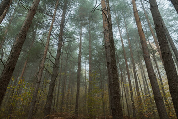 Fototapeta na wymiar Foggy morning in a pine forest. The long straight trunks of pine trees with green needles on their tops stand tight against each other in the fog. Bottom foreshortening