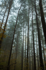 Foggy morning in a pine forest. Long straight pine trunks with green needles on top in the fog. Bottom foreshortening. A beautiful, mysterious autumn landscape.