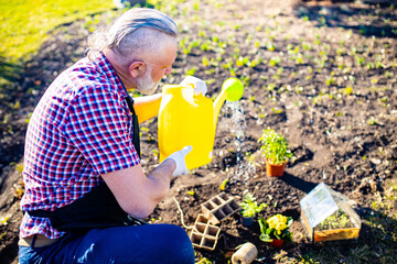 Fototapeta premium Senior man planting watering a plants in garden outdoors spring season ready