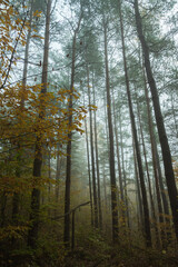 The pine forest on a foggy morning. Long trunks of pine trees with green crowns and yellow leaves of trees in the foggy forest.