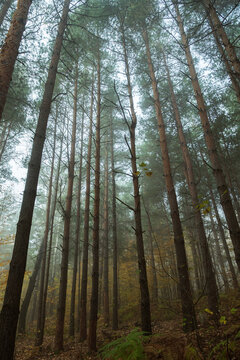 The pine forest on a foggy morning. Straight long trunks of pine trees with green crowns. In the background fern and yellow leaves of the autumn forest. © VeNN