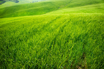 Obraz na płótnie Canvas Tuscany view of green wheat fields in spring