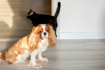 Purebred cute puppy Cavalier King Charles Spaniel and black cat. High quality photo