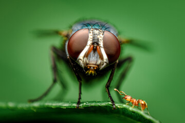 fly on a leaf, close up shot of a fly and ant with green background