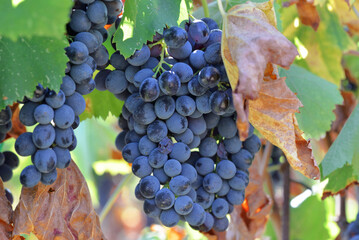 close up on black grape on leaf growing in leaf