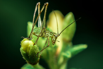 green katydid, close up shot of a green katydid