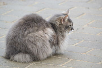 gray fluffy cat calmly sits on the sidewalk