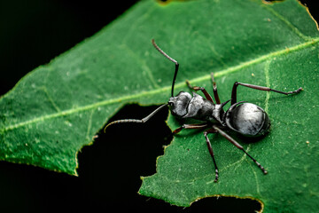 silver ant on a leaf, close up shot of a silver ant