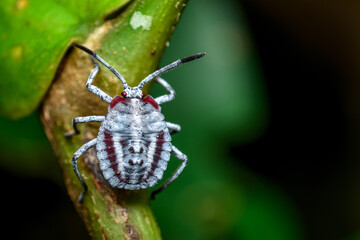 bug on a branch, close up shot of a red&white bug 