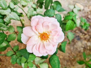 The roses bloomed pink until they saw yellow rayons.