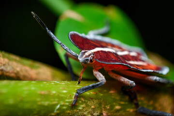 bug on a leaf, close up shot of a red bug 