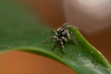 Zebra spider