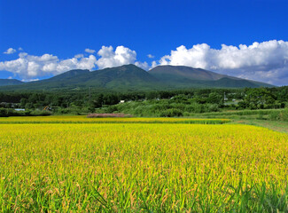 浅間山火山と田んぼ 秋の実り