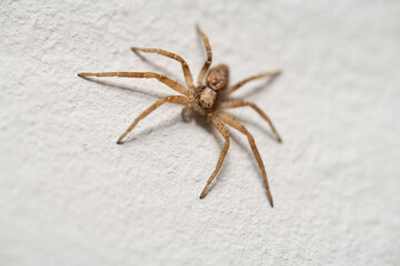 Spider on the wall