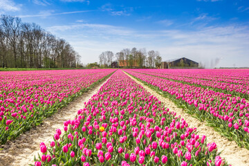 Purple tulips field in front of a farm in Noordoostpolder, Netherlands