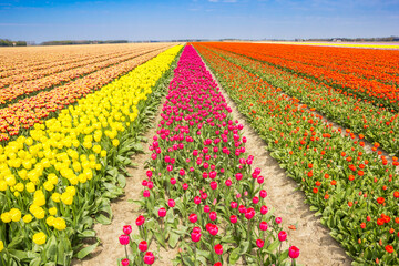 Pink and yellow tulips in a field in Noordoostpolder, Netherlands