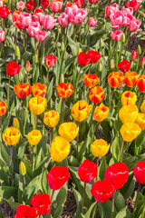 Obraz premium Close up of tulips in different colors in Noordoostpolder, Netherlands