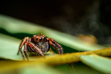 red jumping spider on a leaf, close up shot of a red jumping spider