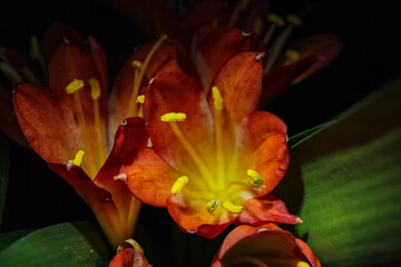 red and yellow lily