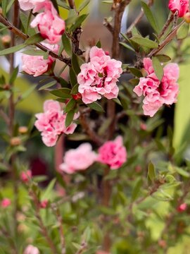 Close-up of pink tea tree blooms
