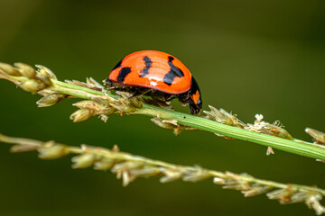 ladybug on a leaf, close up shot of a lady bug 