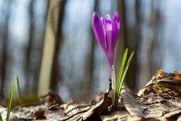 Close up of a woodland crocus, crocus tommasinianus, flower emerging into bloom