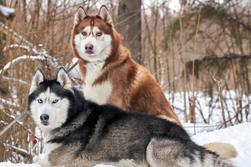 Cute couple of Siberian husky dogs sit in winter forest
