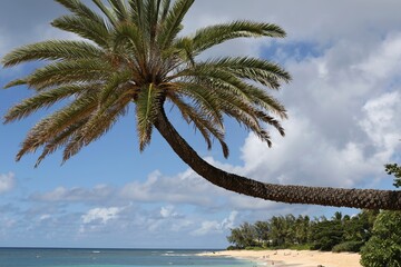 palm trees on the beach