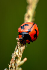 ladybug on a leaf, close up shot of a lady bug 