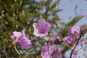 Spring flowers, full bloom of azaleas. Azalea flowers to mark the beginning of spring. Flowers...