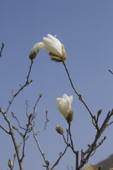 
A white magnolia flower in full bloom.