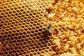 Bees working on honey cells. Close up macro. World Bee Day. Copy paste. Space for text