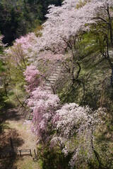 京都にある春の大野ダム公園
