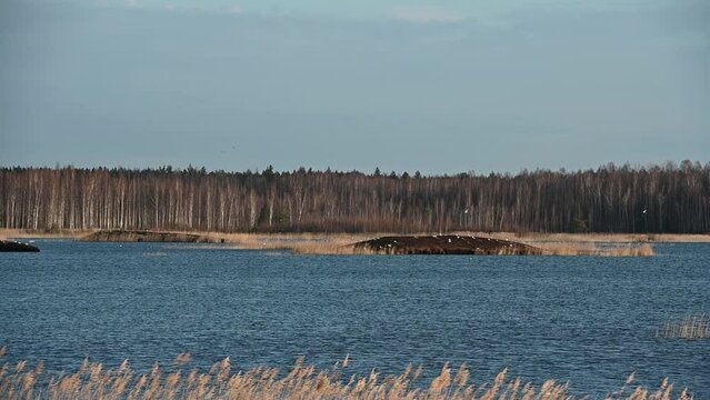 Novaraistis Ornithological Reserve in Lithuania. Wonderful protected place for thousands of birds to breed, live during migration. Amazing nature, birdwatching, peatland, marsh, biodiversity birdlife.