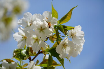 白い桜と蜂