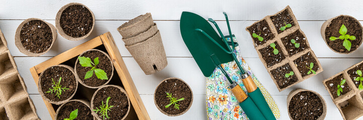 Potted flower seedlings growing in biodegradable peat moss pots on white wooden background. Zero...