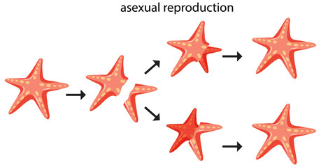 Fototapeta na wymiar Asexual reproduction fragmentation with starfish