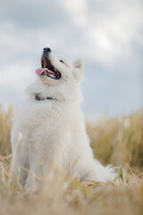 Golden retriever lies in the summer on the green grass in the rays of the setting sun