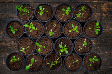 Recently transpanted young flower seedlings. Cutting flower seedlings gardening background. Top view on wooden background.