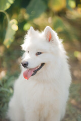 Golden retriever lies in the summer on the green grass in the rays of the setting sun