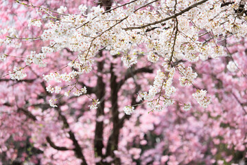 Fototapeta premium 新学期